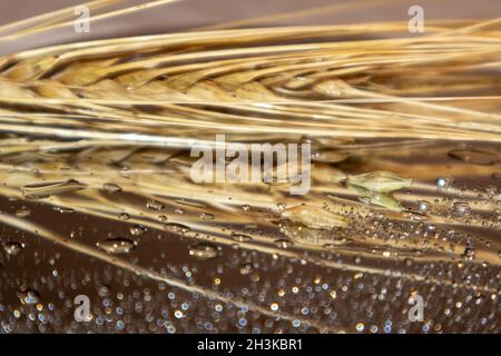 Goldene Weizenstrohhalme spiessen Nahaufnahme auf glänzendem Spiegelhintergrund mit Reflektion und Wassertropfen. Landwirtschaftliche Nutzpflanzen, Sommerernte Stockfoto