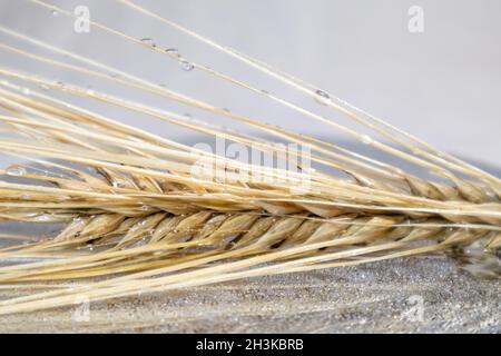 Goldene Weizenstrohhalme Spikes aus nächster Nähe auf Glashintergrund mit Reflexion und Wassertropfen. Landwirtschaft erntet Samen, Sommerernte Stockfoto