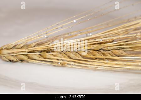 Gold trockener Weizen stroht Ohren mit glänzendem Wassertropfen aus der Nähe auf weißem Hintergrund mit Spiegelung. Landwirtschaft Kernelspikelets, Sommer Erntezeit Stockfoto