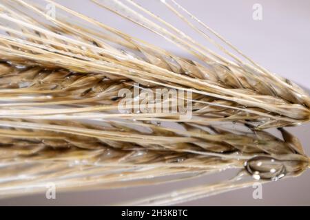 Gold trockene Weizenstrohhalme Spikes Nahaufnahme auf Spiegelglas Hintergrund mit Reflexion und Wassertropfen. Landwirtschaft erntet Samen, Sommerernte Stockfoto