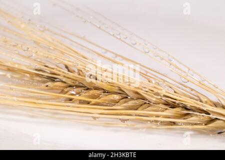 Gold trockener Weizen stroht Ohren mit Wassertropfen aus der Nähe auf weißem Hintergrund mit Reflexion. Landwirtschaft Ernte Samen Spikelets, Sommer Erntezeit Stockfoto