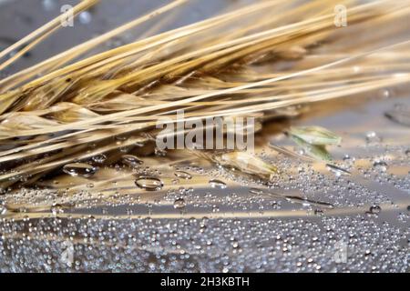 Gold-Weizenstrohhalme Spikes Nahaufnahme auf Spiegelglas Hintergrund mit Reflexion und Wassertropfen. Landwirtschaft erntet Samen, Sommerernte Stockfoto