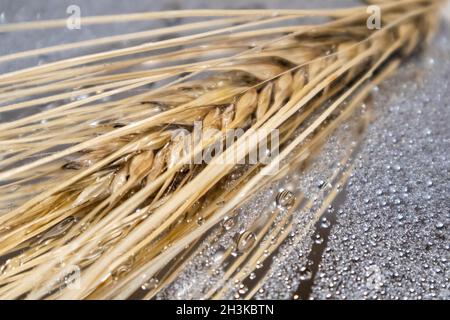 Goldene trockene Weizenstrohhalme spikes Nahaufnahme auf glänzendem Hintergrund mit Reflektion und Wassertropfen. Landwirtschaft Getreide Kerne Samen, Sommerernte Stockfoto