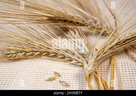 Gold trockener Weizen stroht Ohren Nahaufnahme auf Sackleinen Stoff Hintergrund. Landwirtschaft Getreide Kerne, Ernte aus Sommerfeld Stockfoto