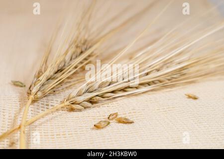 Gold trockener Weizen stroht Ohren auf rauem Stoff Sacktuch Hintergrund. Landwirtschaft Getreide Kerne Stacheletts Nahaufnahme, Ernte aus Sommerfeld Stockfoto