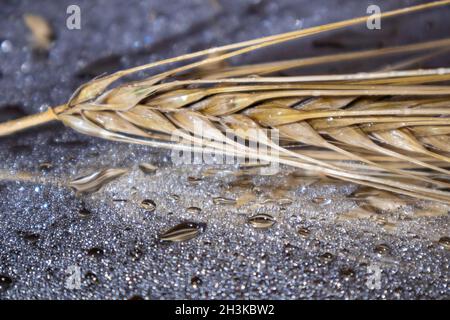 Goldene Weizenstrohhalme spiessen Nahaufnahme auf der spiegelnassen Glasoberfläche mit Wassertropfen. Landwirtschaft Getreide Kerne, Sommerernte Stockfoto