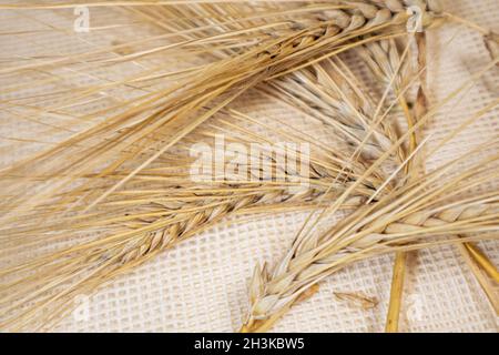 Gold trockener Weizen stroht Ohren auf Sackleinen Hintergrund. Landwirtschaft Getreide Kerne Spitzen Nahaufnahme, Ernte aus Sommerfeld Stockfoto