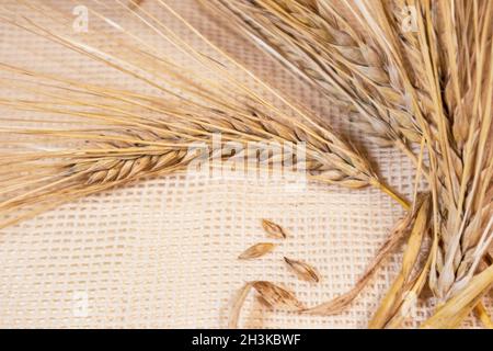 Gold trockener Weizen stroht Stacheln und Samen aus der Nähe auf rauem Sacktuch Hintergrund. Landwirtschaft Getreide Samen, Ernte aus Sommerfeld Stockfoto