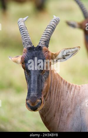 Topi (Damaliscus lunatus jimela), Masai Mara, Kenia Stockfoto