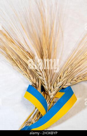 Vertikale Goldweizen Trinkhalme Stacheln Haufen in gelb und blau, ukrainische Nationalflagge Farben, Band auf weißem Stoff Hintergrund eingewickelt. Landwirtschaft Stockfoto