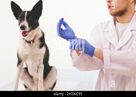 Tierarzt setzen auf Handschuhe. Stockfoto