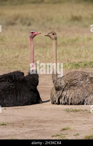 Ein männlicher und weiblicher Strauß oder gewöhnlicher Strauß (Struthio camelus), der an einem sonnigen Tag auf einer staubigen Savanne sitzt, Masai Mara, Kenia Stockfoto