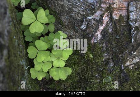 Oxalis naiandinus Sauerklee grünes Laub im Wald, Bündel grüne Blätter auf Baumrinde. Stockfoto