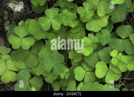 Oxalis naiandinus Sauerklee grünes Laub im Wald, Bündel grüne Blätter auf Baumrinde. Stockfoto