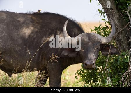 Afrikanische oder Kaffernbüffel (Syncerus Caffer) mit Oxpeckers (Buphagus africanus), Masai Mara National Game Park finden, Kenia, Ostafrika Stockfoto