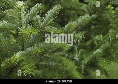 Spruce Tree Filialen schliessen. Weihnachten Hintergrund. Stockfoto