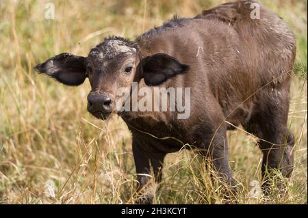 Juvenile African oder Cape Buffalo (Syncerus Caffer), Masai Mara National Game Park Reserve, Kenia, Ostafrika Stockfoto