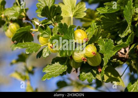 Stachelbeere - grüne Stachelbeeren und Blätter wachsen auf dem Busch im Garten Stockfoto