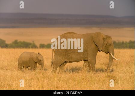 Afrikanische Buschelefantenmutter und Kalb beim Spaziergang durch hohes Gras (loxodonta africana), Masai Mara, K enya, Ostafrika Stockfoto