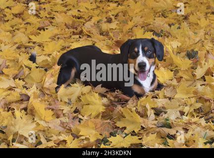 Der Entlebucher Sennenhund liegend auf gelbe Blätter im Herbst Wald Stockfoto