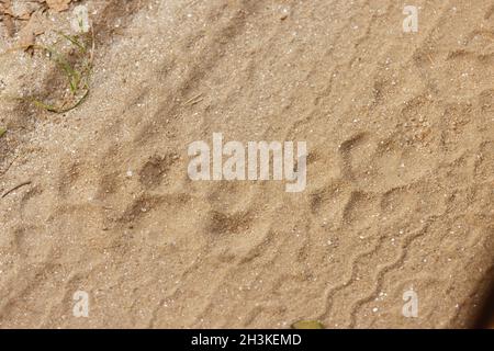 Tiger Fußspuren verwendet, um Tiger im Kanha-Nationalpark, Madhya Pradesh, Indien zu lokalisieren. Stockfoto