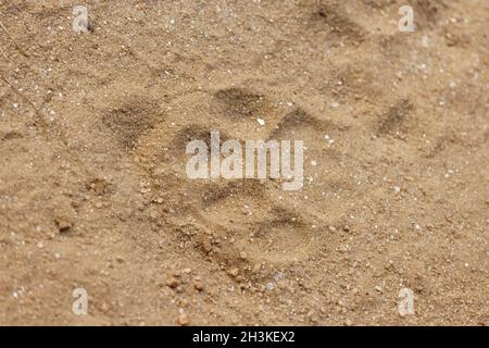 Tiger Fußspuren verwendet, um Tiger im Kanha-Nationalpark, Madhya Pradesh, Indien zu lokalisieren. Stockfoto