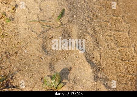 Tiger Fußspuren verwendet, um Tiger im Kanha-Nationalpark, Madhya Pradesh, Indien zu lokalisieren. Stockfoto