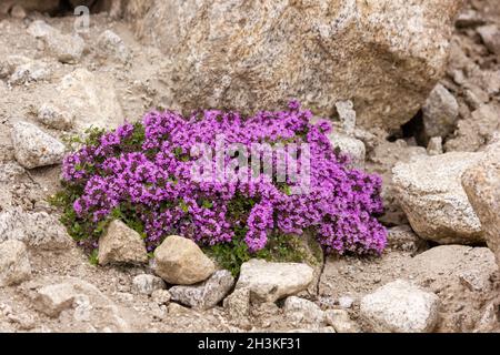 Mutter der Thymian-Blüten alias Thymus praecox Opiz Stockfoto