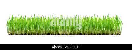 Grünen Rasen isoliert auf weißem Hintergrund. Stockfoto
