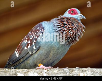 Closeup gesprenkelte Taube (Columba guinea) oder afrikanische Felstaube in der Höhe Stockfoto