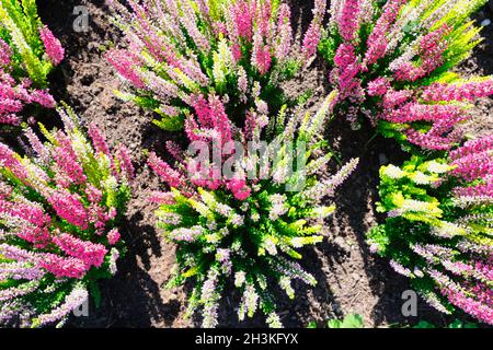 Blick von oben auf die schöne bunte Calluna vulgaris oder Heideblumen im Garten an einem sonnigen Tag Stockfoto