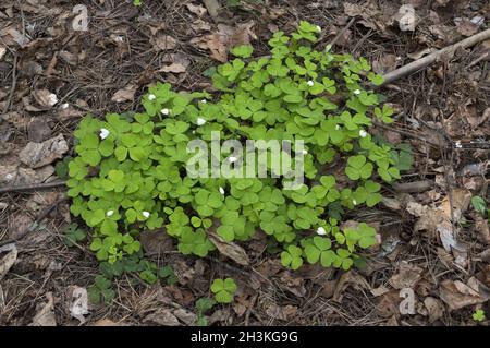 Sauerklee mit weißen Blumen im Wald im Frühling wächst. Stockfoto