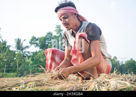 Hände mit einer Handvoll geernteter Reiskulturen Stockfoto