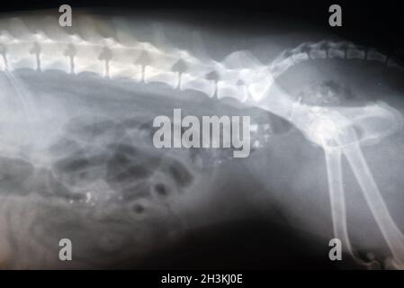 Röntgenfilm der seitlichen Ansicht des Hundes. Tiermedizin, Konzept der veterinärmedizinischen Anatomie. Stockfoto