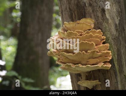 Riesiger gelber Pilz (LaetÃ­porus sulphÃºreus) auf einem Baumstamm im Sommerwald. Stockfoto