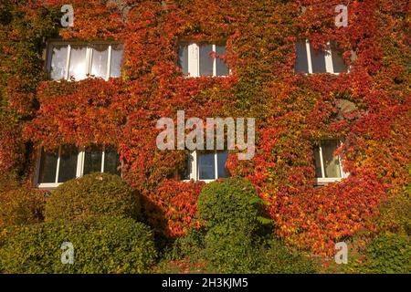 Herbstblaub, Weinlaub, Fassadenbegrünung, Freiherr-vom-Stein-Straße, Schöneberg, Tempelhof-Schöneberg, Berlin, Deutschland Stockfoto