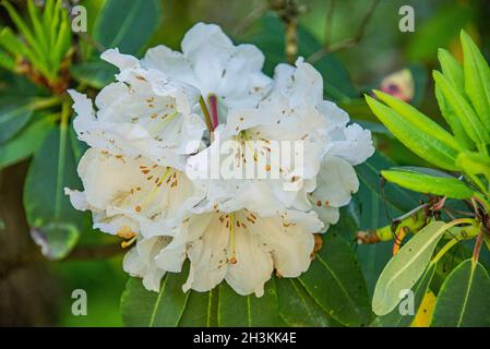 Rhododendron Maximum in voller Blüte, botanischer Garten, San Francisco, Kalifornien Stockfoto