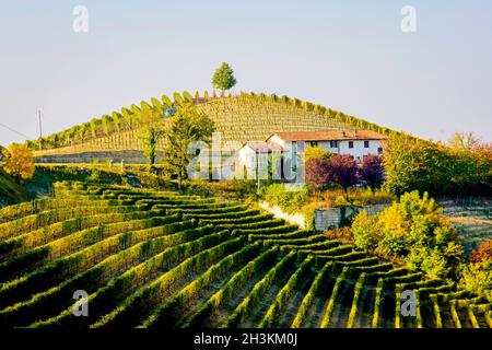 Die Weinberglandschaft rund um die Stadt Barbaresco, Region Piemont, Italien. Barbaresco ist ein italienischer Wein, der mit der Nebbiolo-Traube hergestellt wird, wird als eingestuft Stockfoto