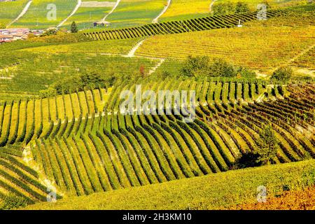Die Weinberglandschaft rund um die Stadt Barbaresco, Region Piemont, Italien. Barbaresco ist ein italienischer Wein, der mit der Nebbiolo-Traube hergestellt wird, wird als eingestuft Stockfoto