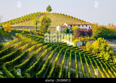 Die Weinberglandschaft rund um die Stadt Barbaresco, Region Piemont, Italien. Barbaresco ist ein italienischer Wein, der mit der Nebbiolo-Traube hergestellt wird, wird als eingestuft Stockfoto