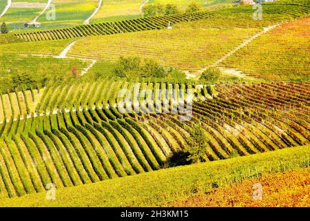 Die Weinberglandschaft rund um die Stadt Barbaresco, Region Piemont, Italien. Barbaresco ist ein italienischer Wein, der mit der Nebbiolo-Traube hergestellt wird, wird als eingestuft Stockfoto
