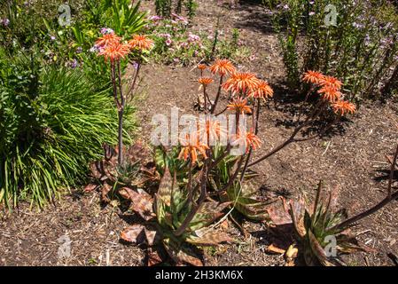 Südafrikanische Seife Aloe (Aloe saponaria), botanischen Garten, San Francisco, Kalifornien, U. S. A. Stockfoto