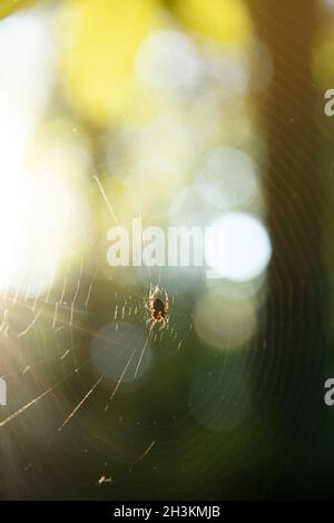 Spinne hält auf einem Netz in den Wäldern des hunt.bright gelben Sonnenlichts, Netz der Spinne, Frühjahrssaison, Schönheit der wilden Natur Konzept. Stockfoto