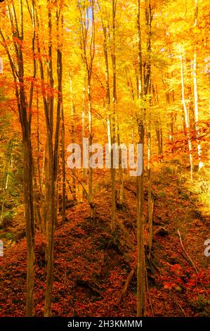 Herbst im Buila Vanturarita Nationalpark, Karpaten, Rumänien. Lebendige Herbstfarben im Wald. Farbenfrohe Herbstblätter. Grün, gelb, orange, Stockfoto