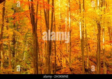 Herbst im Buila Vanturarita Nationalpark, Karpaten, Rumänien. Lebendige Herbstfarben im Wald. Farbenfrohe Herbstblätter. Grün, gelb, orange, Stockfoto