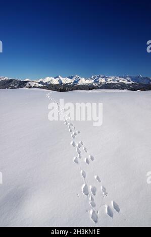 FRANKREICH. HAUTE SAVOIE (74) WINTER IM HAUT-GIFFRE-TAL, HOCHPLATEAU DE PRAZ DE LYS Stockfoto