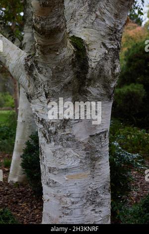 Nahaufnahme des Baumstamms von Betula utilis var. jacquemontii, gesehen am Oktober mit weißer Rinde. Stockfoto