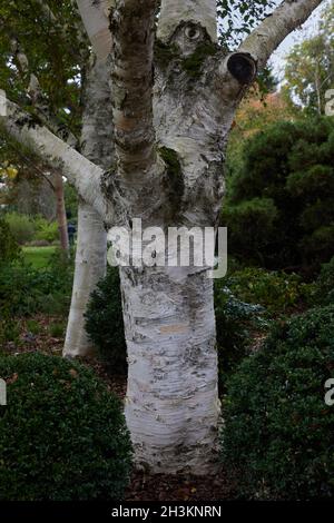 Nahaufnahme des Baumstamms von Betula utilis var. jacquemontii, gesehen am Oktober mit weißer Rinde. Stockfoto