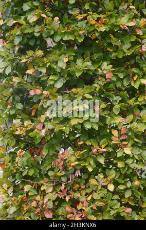 Nahaufnahme der Buchenhecke Seenin Ocober. Stockfoto