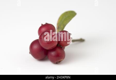 Rote reife Preiselbeeren mit Blättern auf Weiß. Nähe zu sehen. Stockfoto